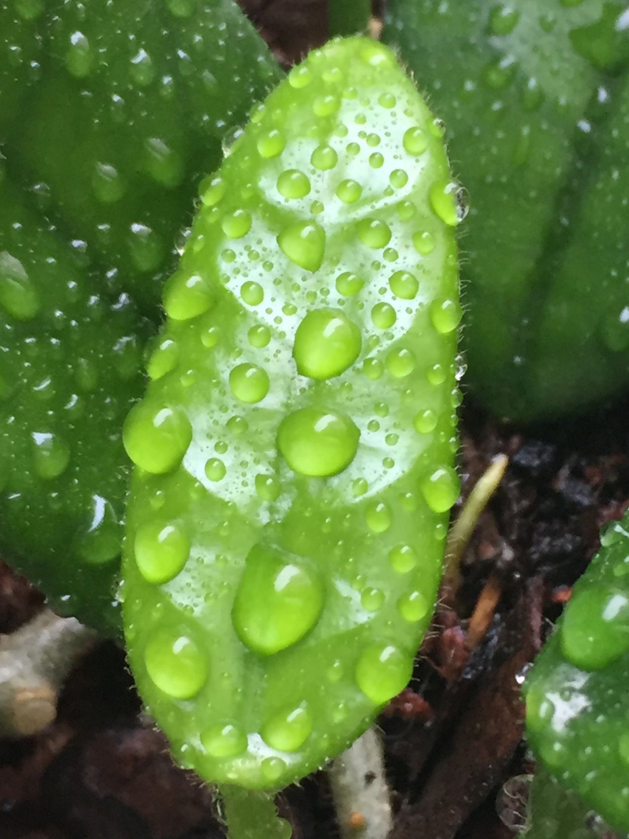 Хойя глобулоза (globulosa)