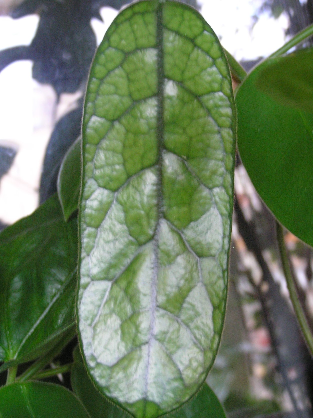 Хойя глобулоза (globulosa)