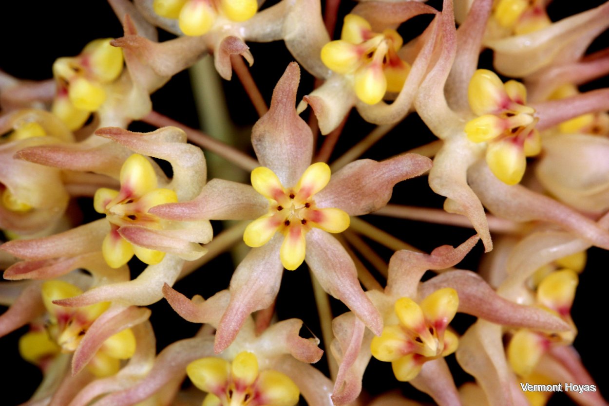 Хойя Дэвид Грин кап