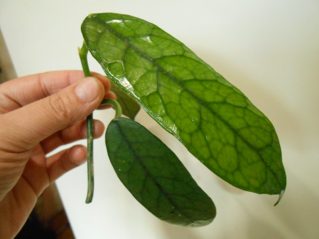 Hoya глобулоза