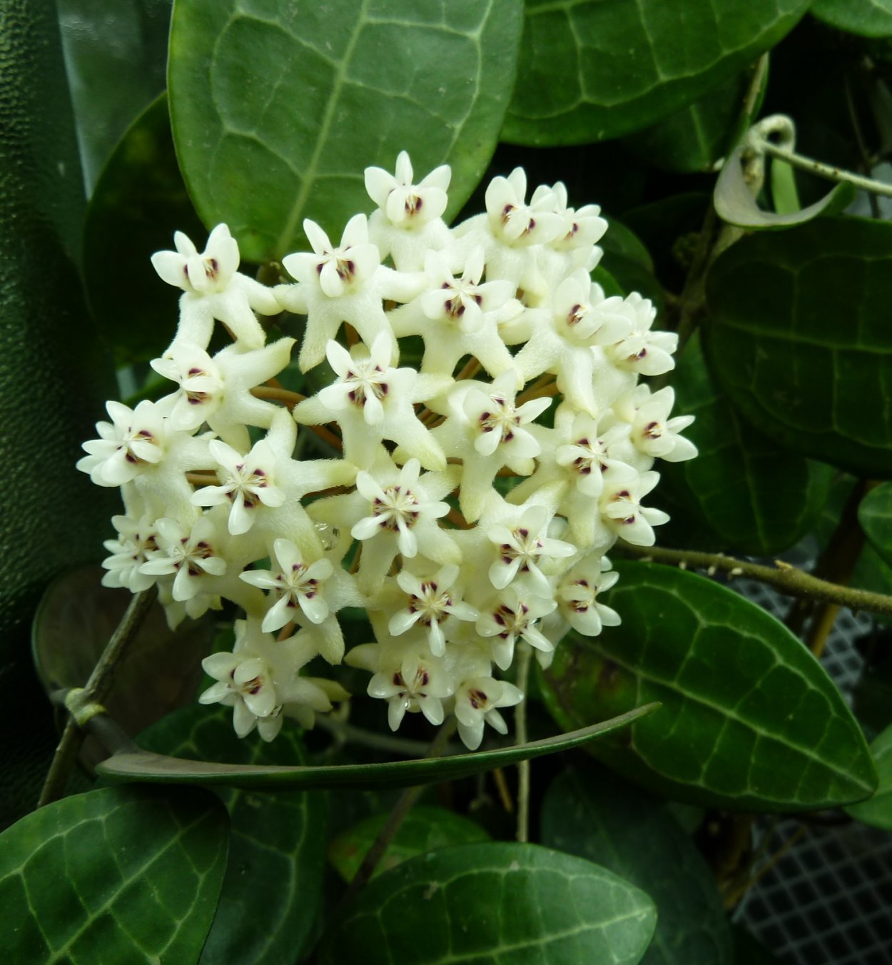 Hoya erythrostemma White
