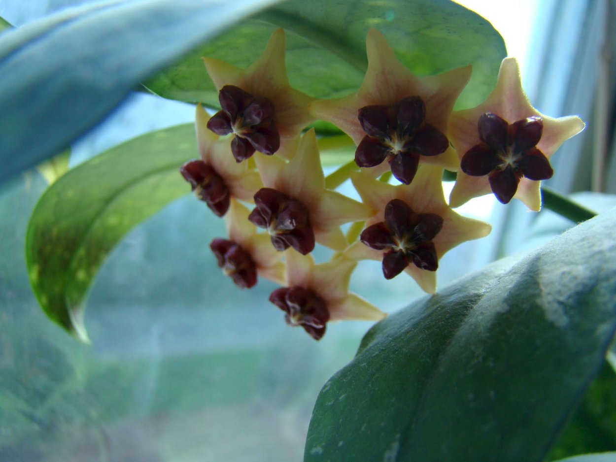 Hoya Australis White-fragrant