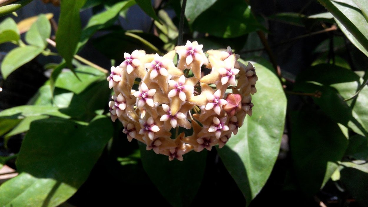 Хойя кустианта