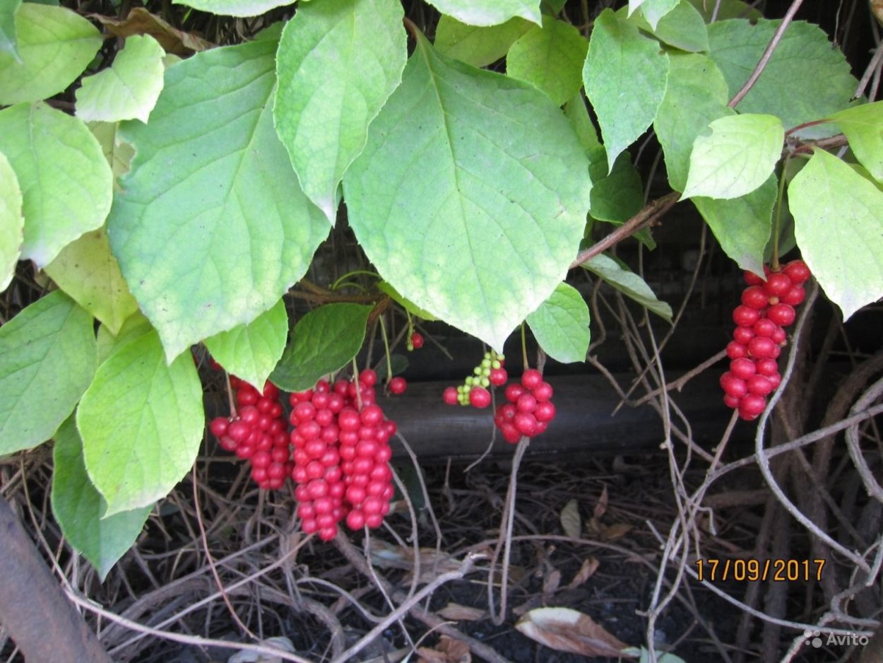 Лимонник китайский на даче