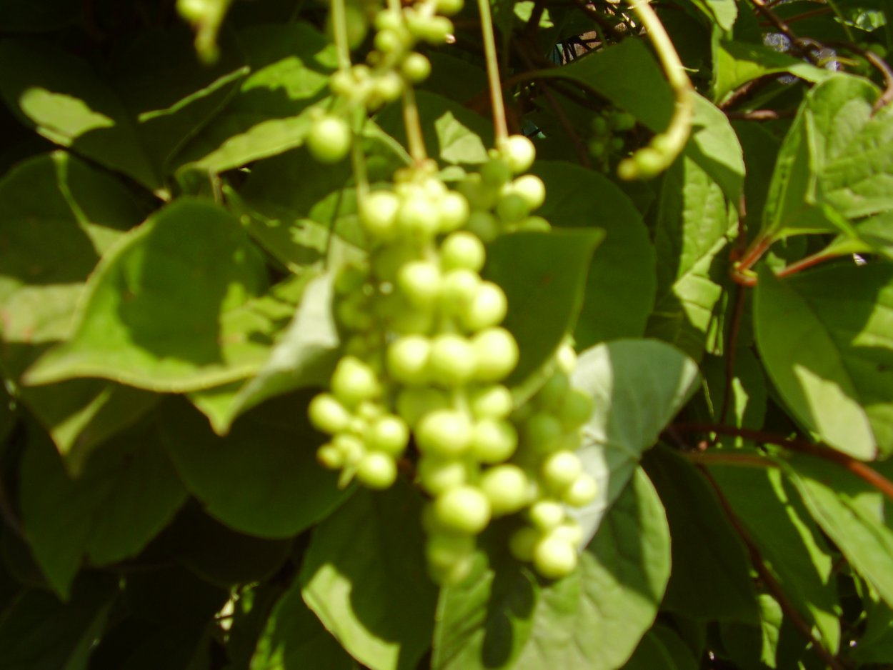 Лимон кустарниковый