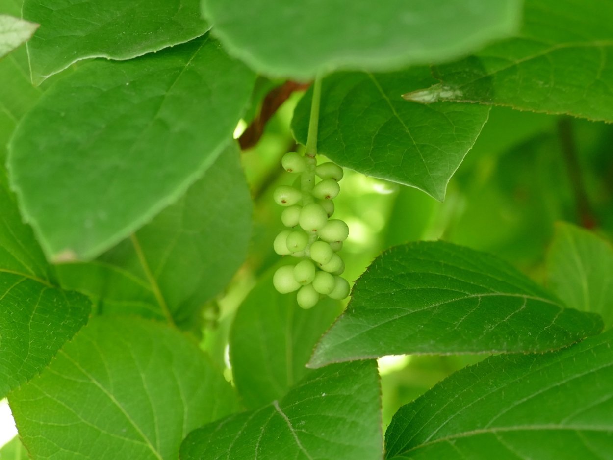 Актинидия коломикта Лиана