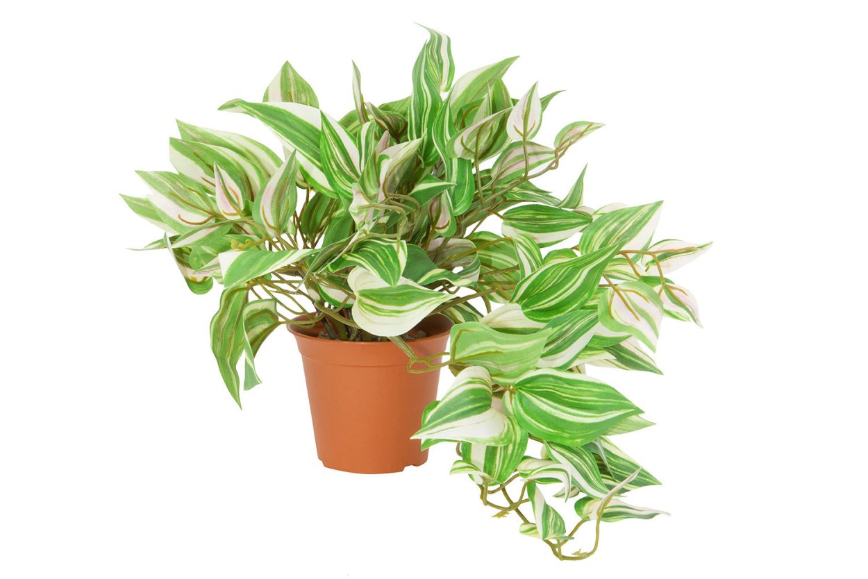 Традесканция белоцветковая