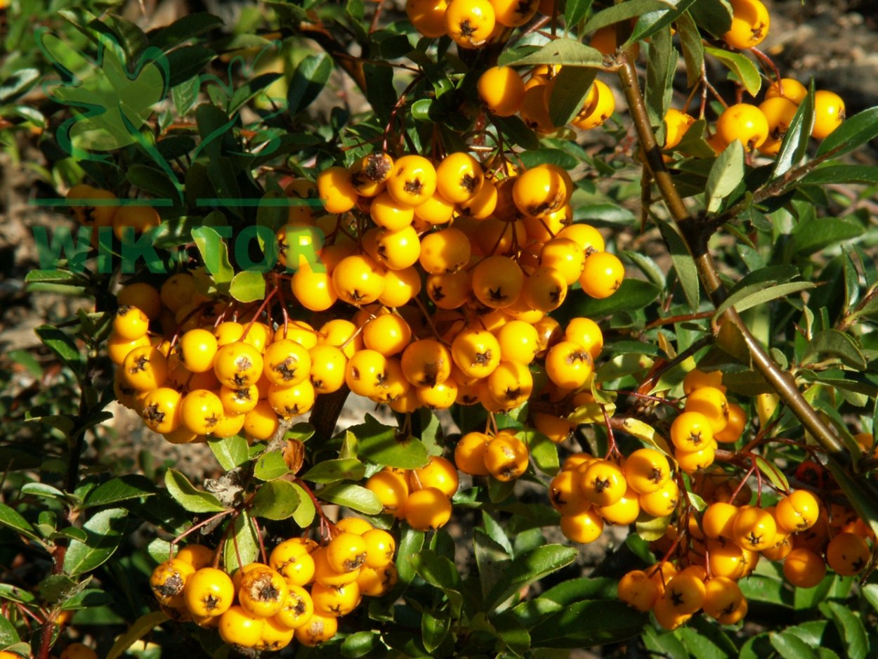 Лимонник Лиана