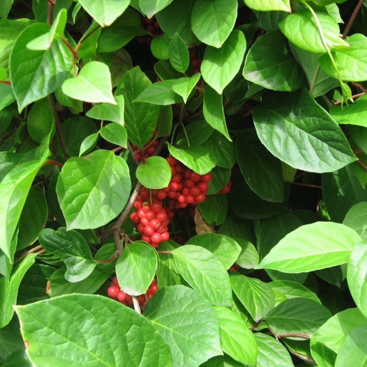 Лимонник кустовой