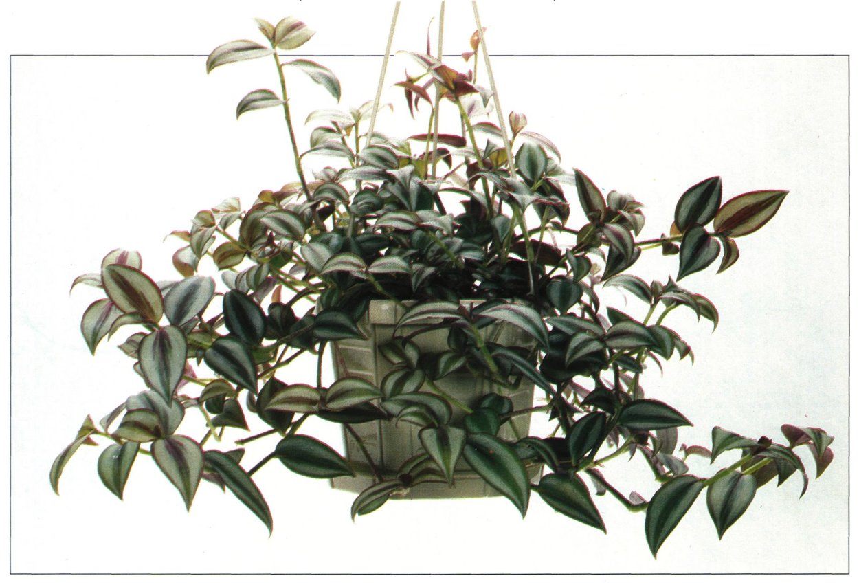 Традесканция зебрина Tradescantia Zebrina