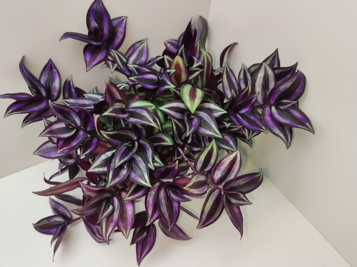 Традесканция Коммелиновые