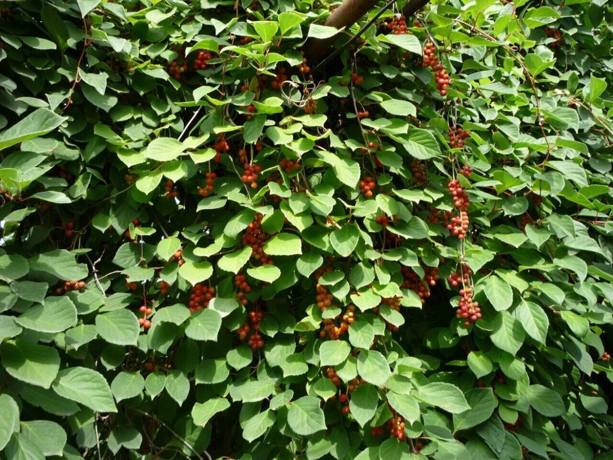 Мята апельсиновая ампельная