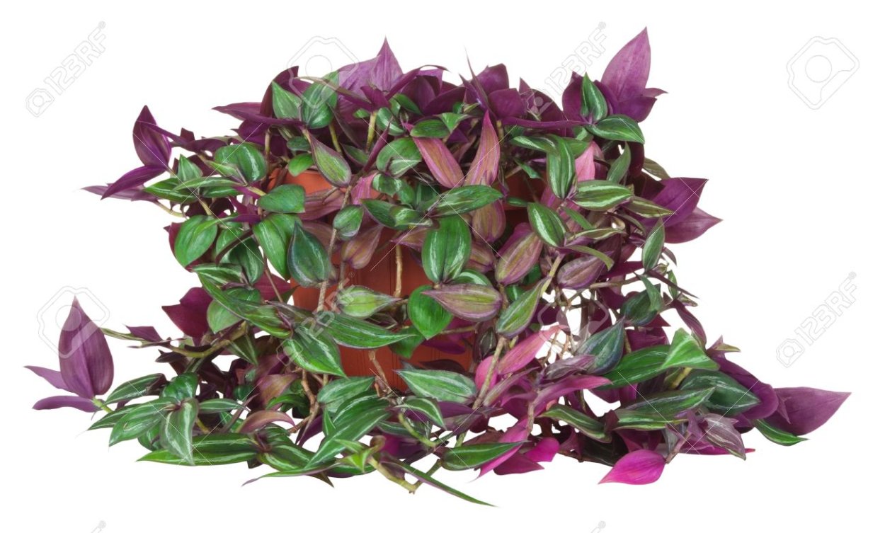 Традесканция Паллида