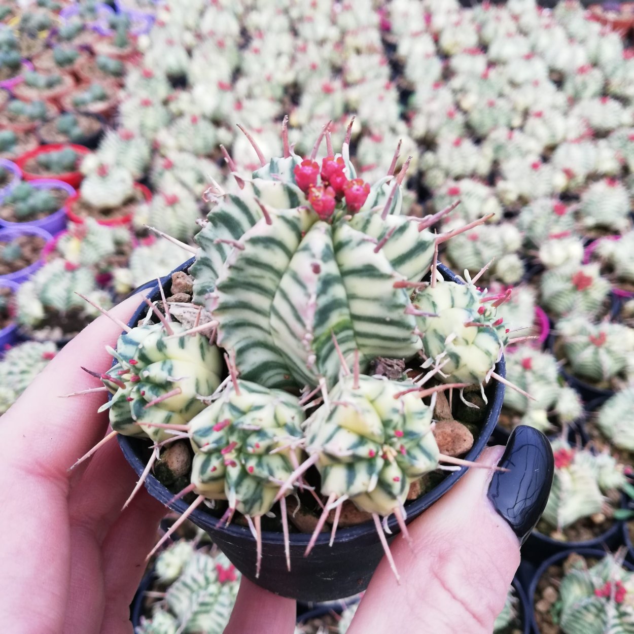 Euphorbia meloformis