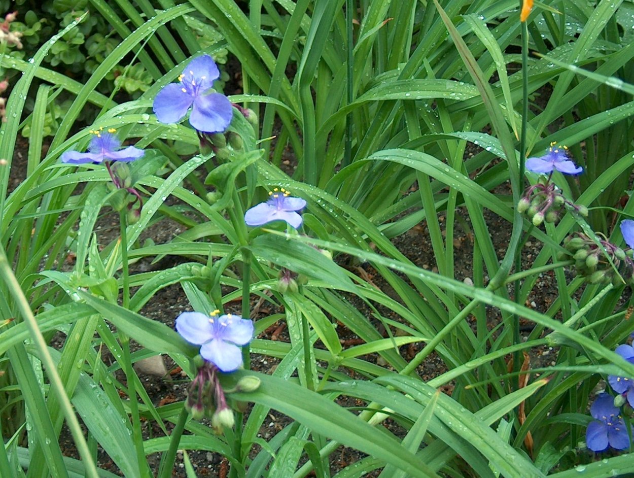 Рео традесканция комнатная