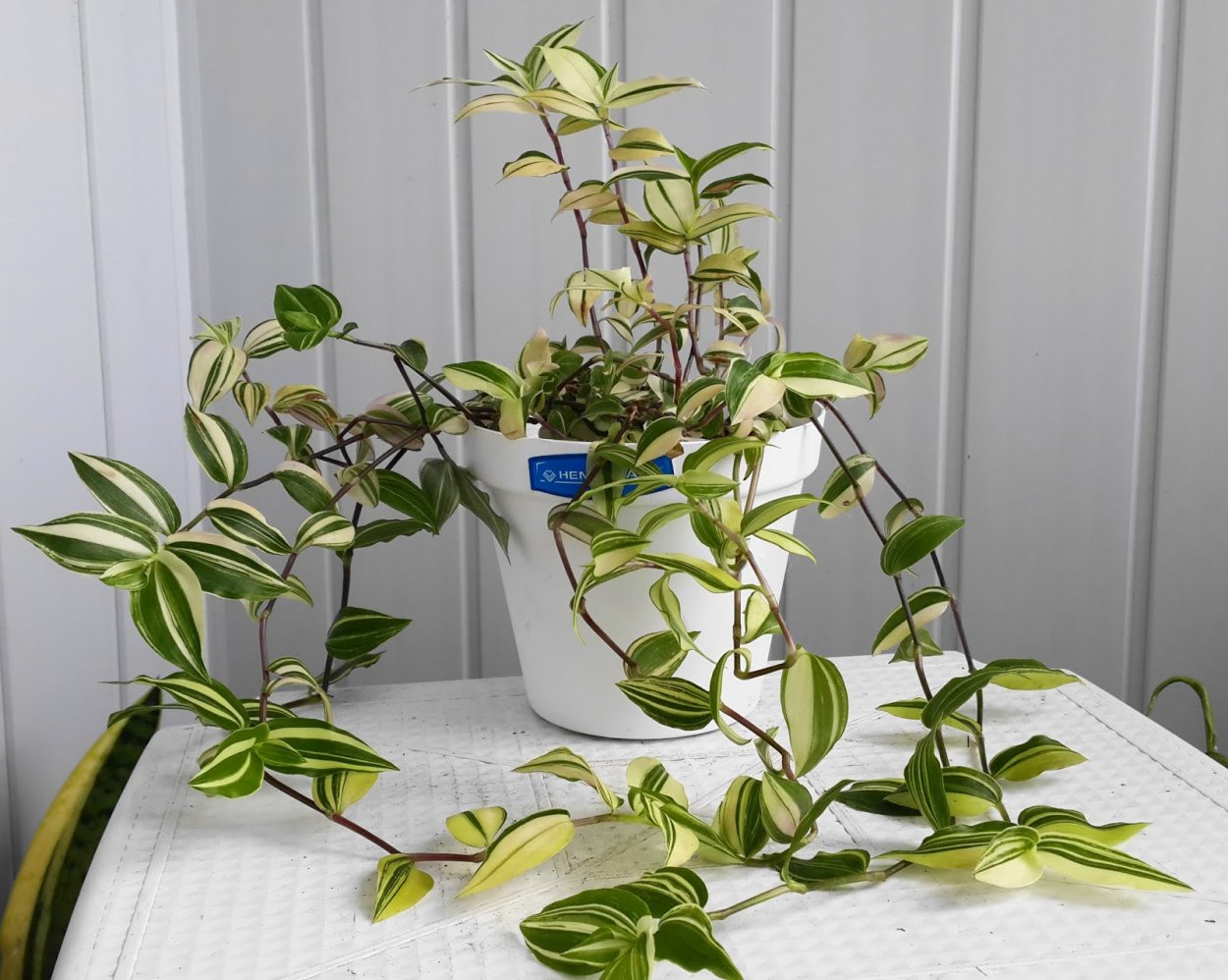 Традесканция Nanouk "Нанук"