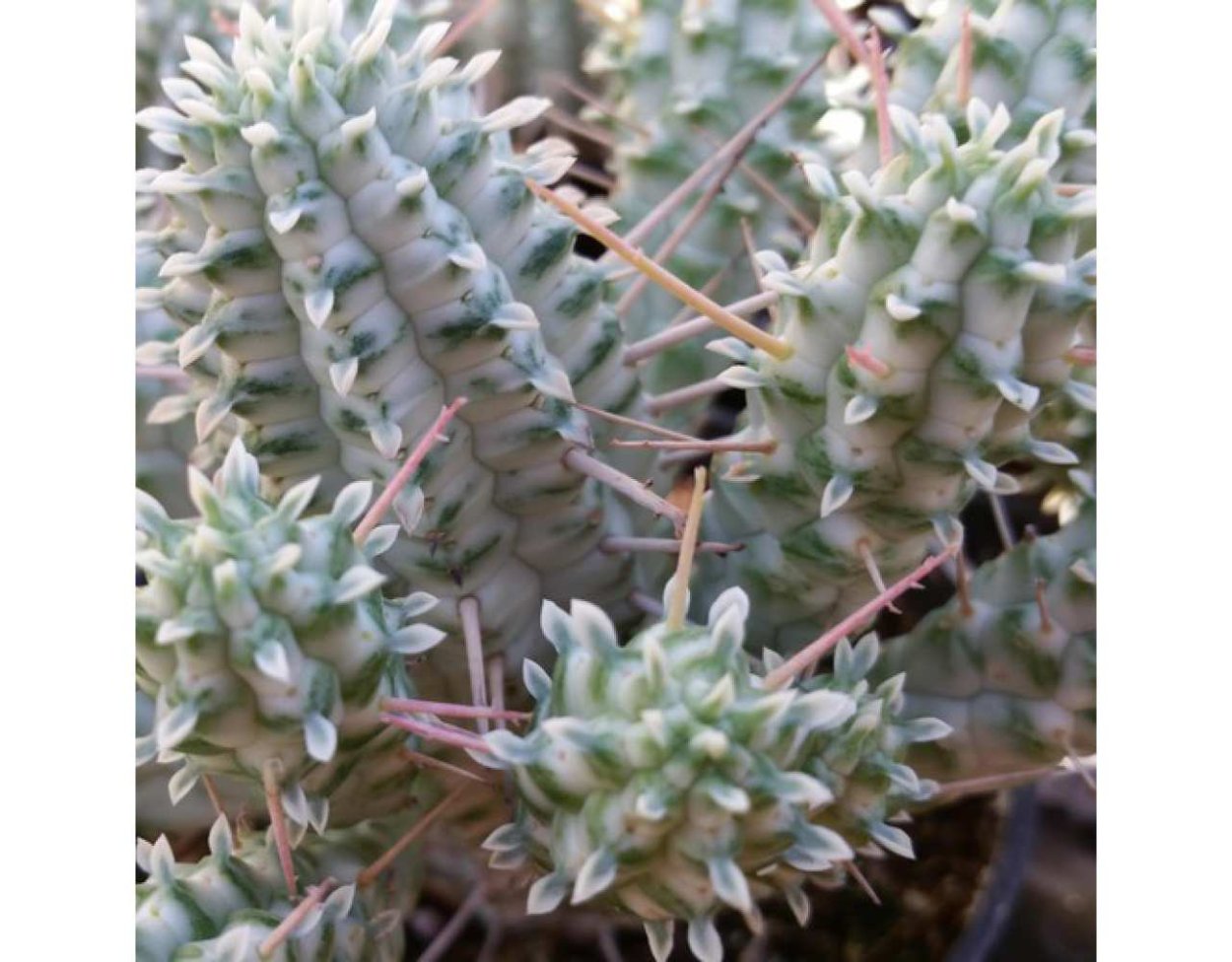 Молочай сосочковый Euphorbia mammillaris