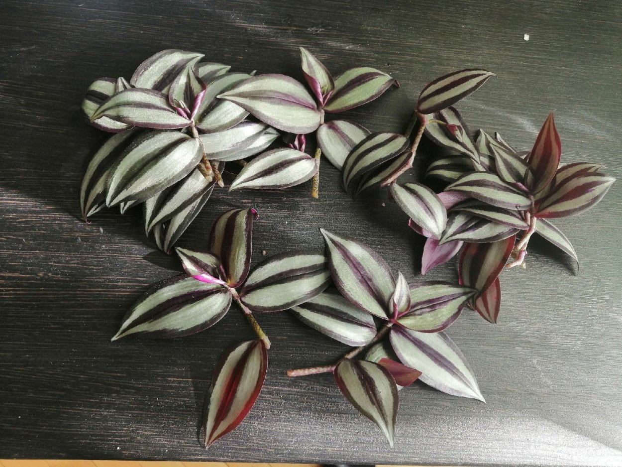 Традесканция Приречная зелёная