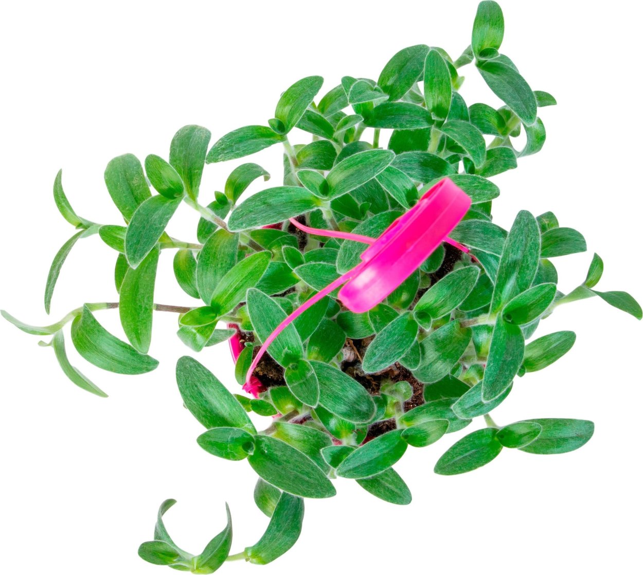 Традесканция albiflora Nanouk