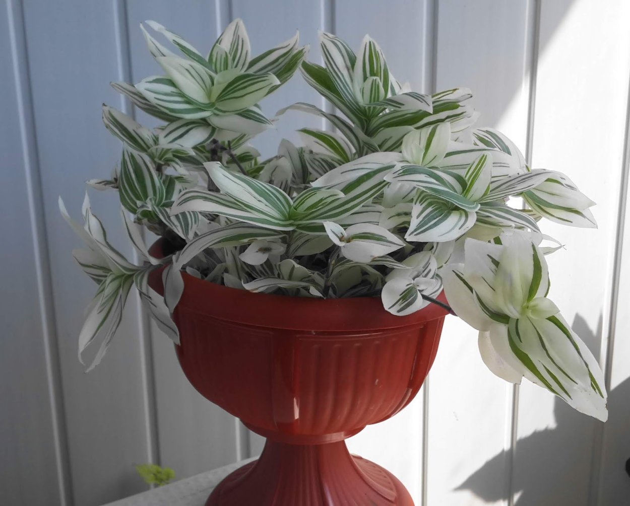 Традесканция спринг Сплеш