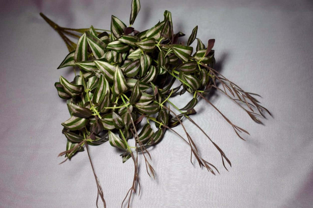 Tradescantia albiflora