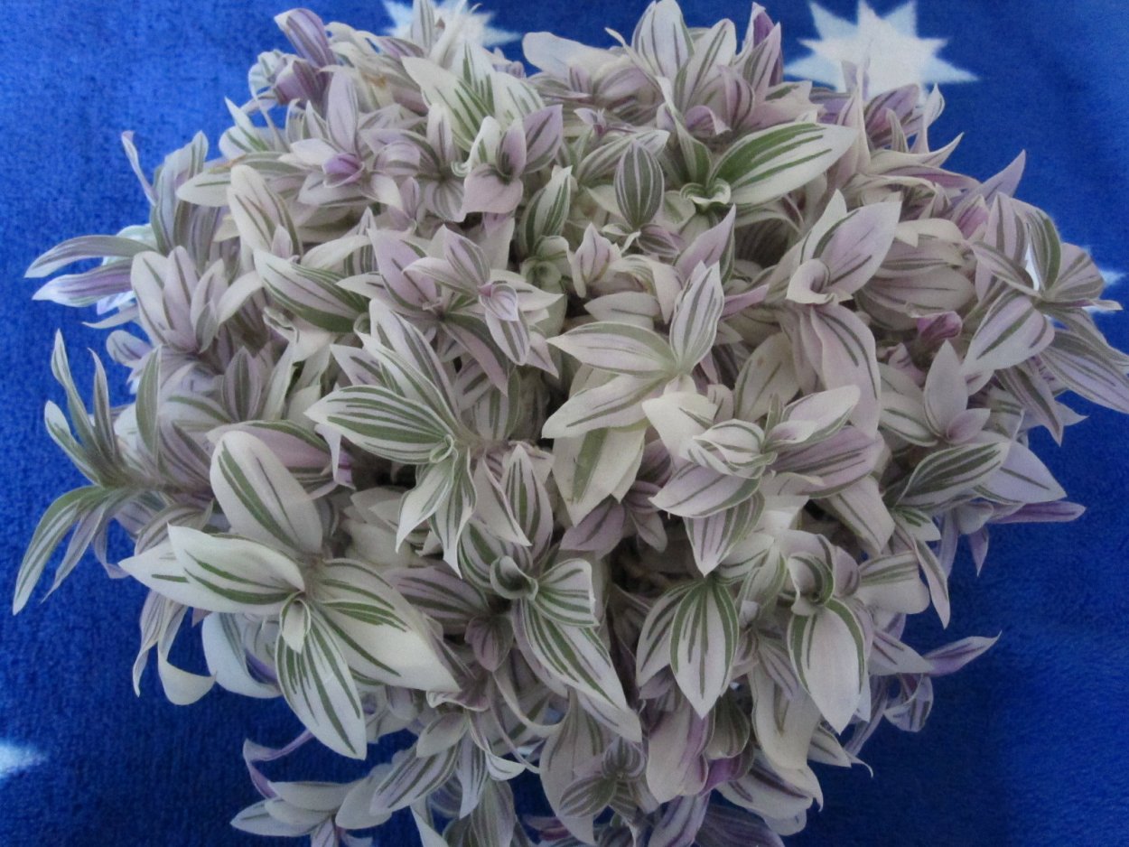 Традесканция Приречная