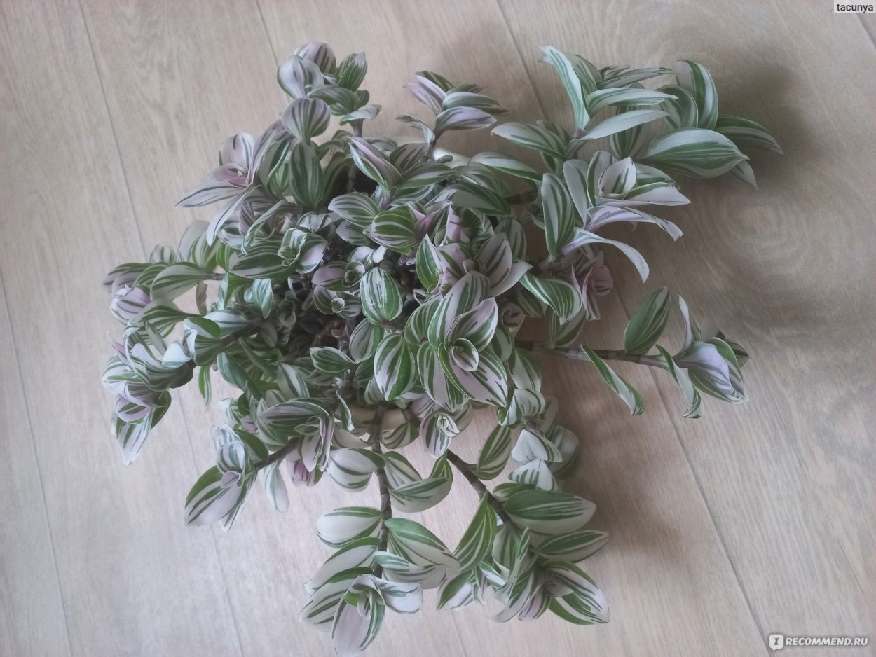 Традесканция разрослась