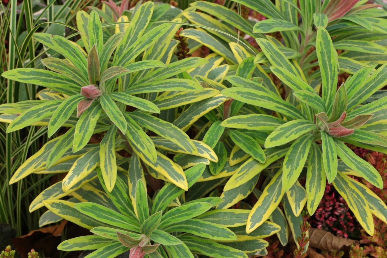 Эуфорбия Маргината