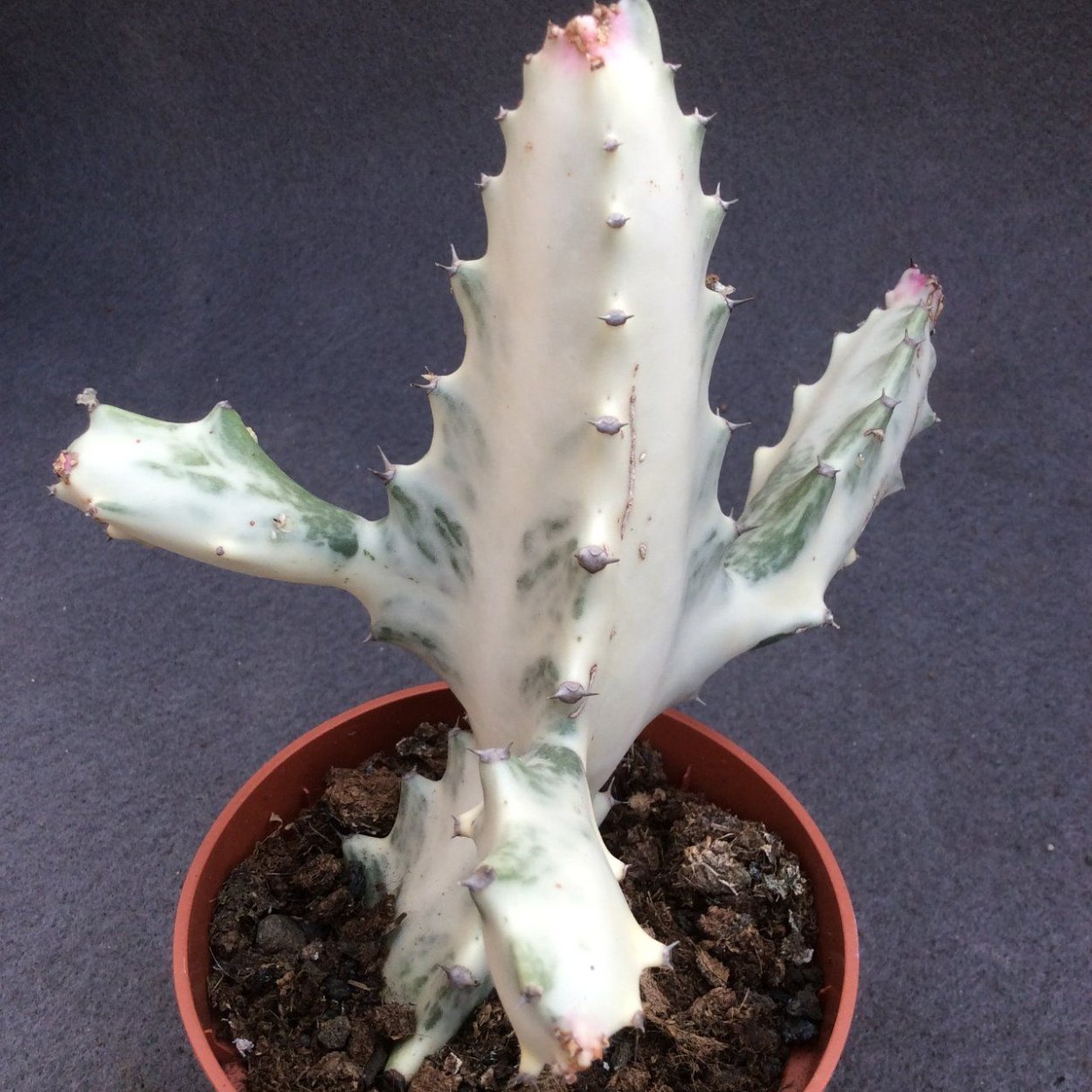 Euphorbia Lactea White Ghost