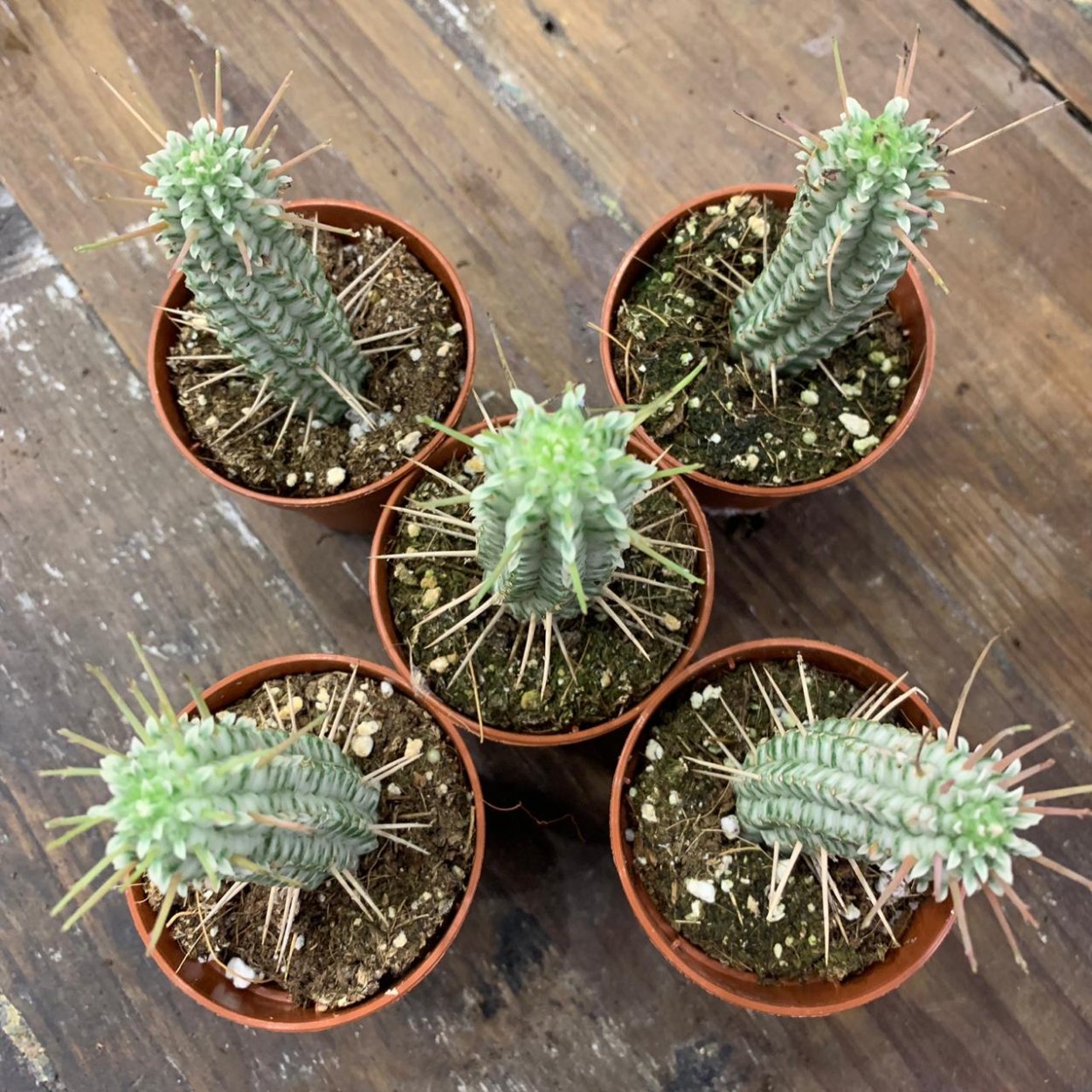 Эуфорбия маммиллярис