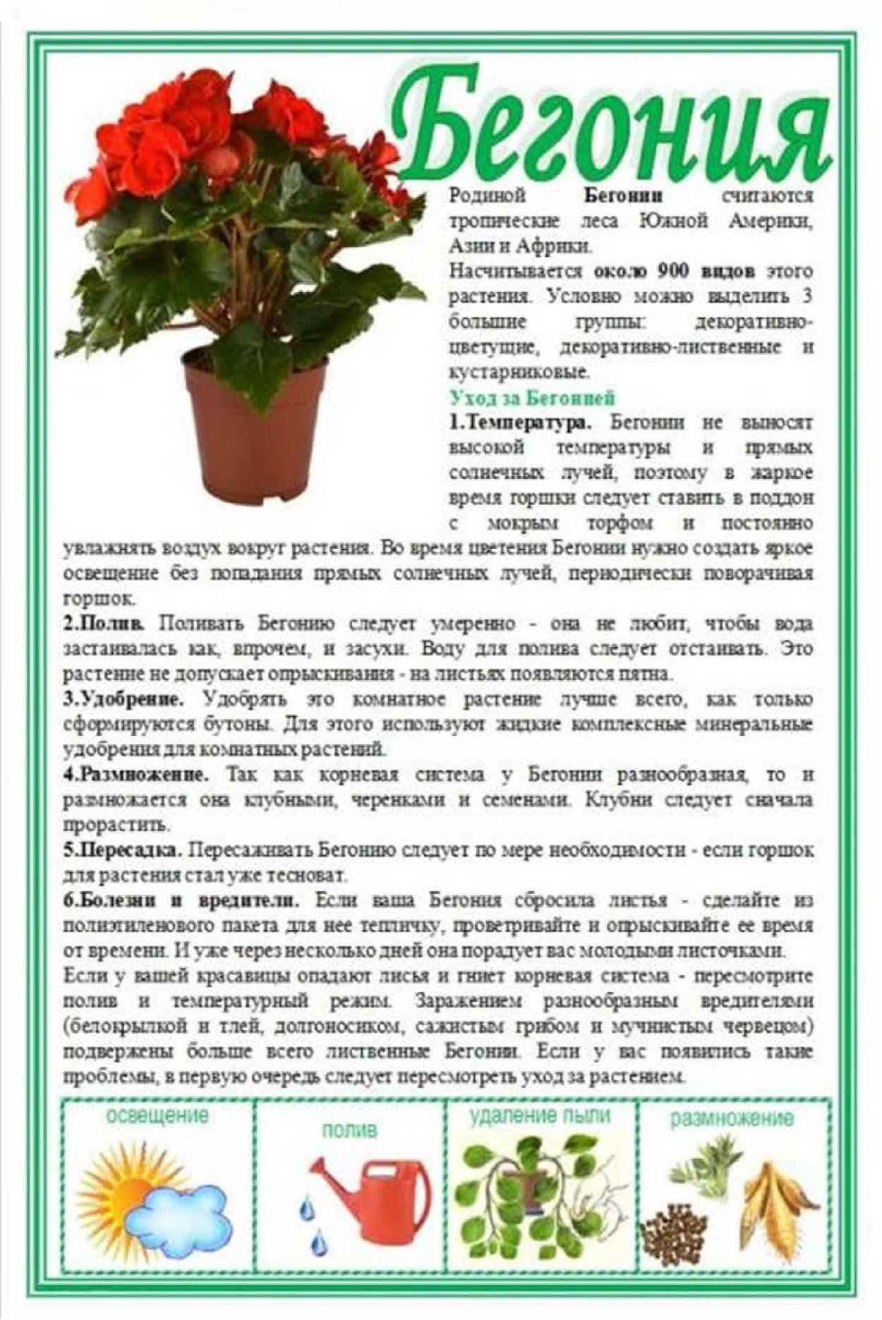 Традесканция покрывальчатая