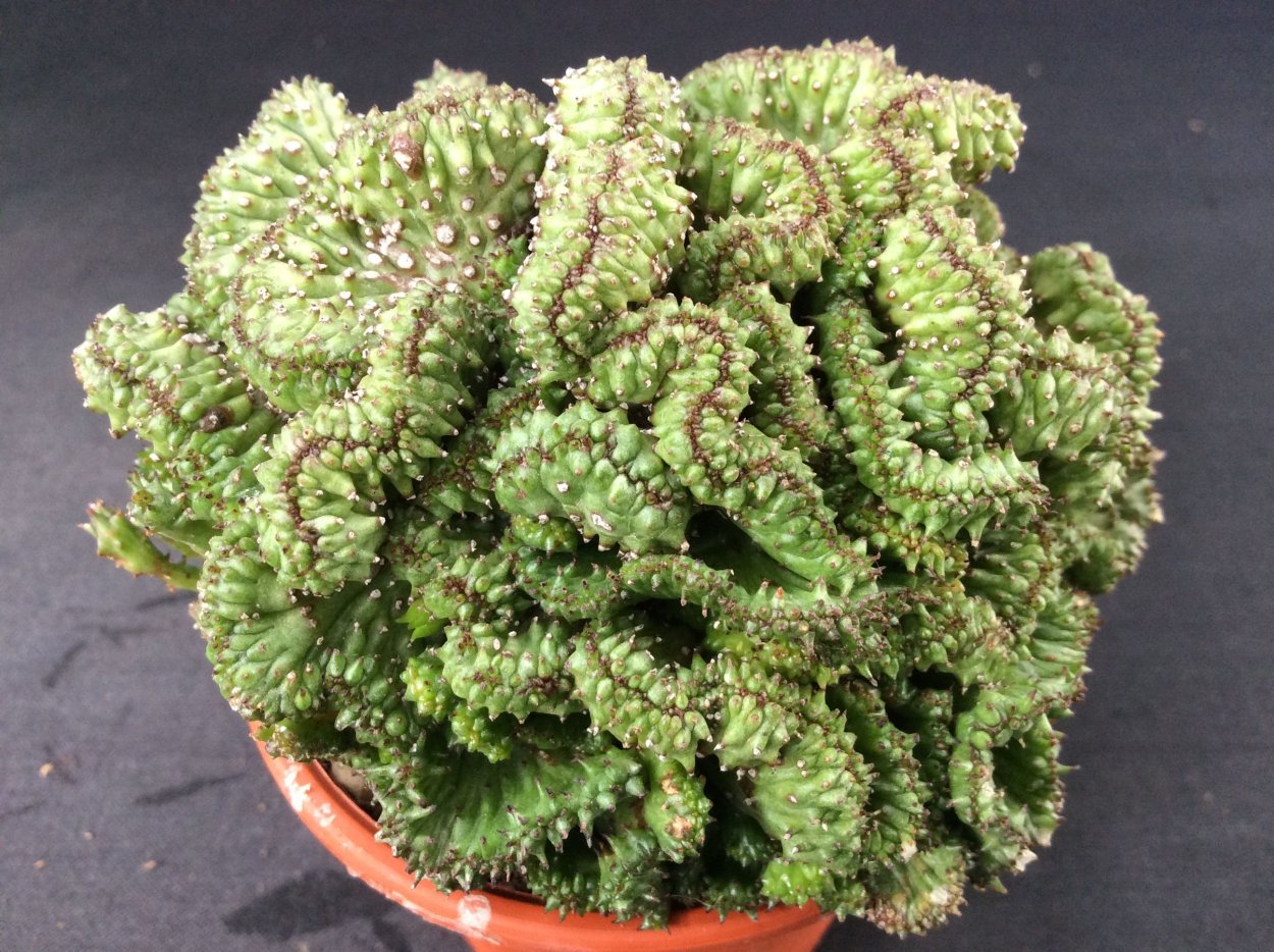 Эуфорбия Лактея