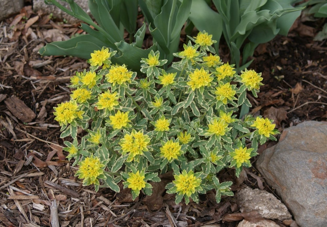 Эуфорбия Ингенс