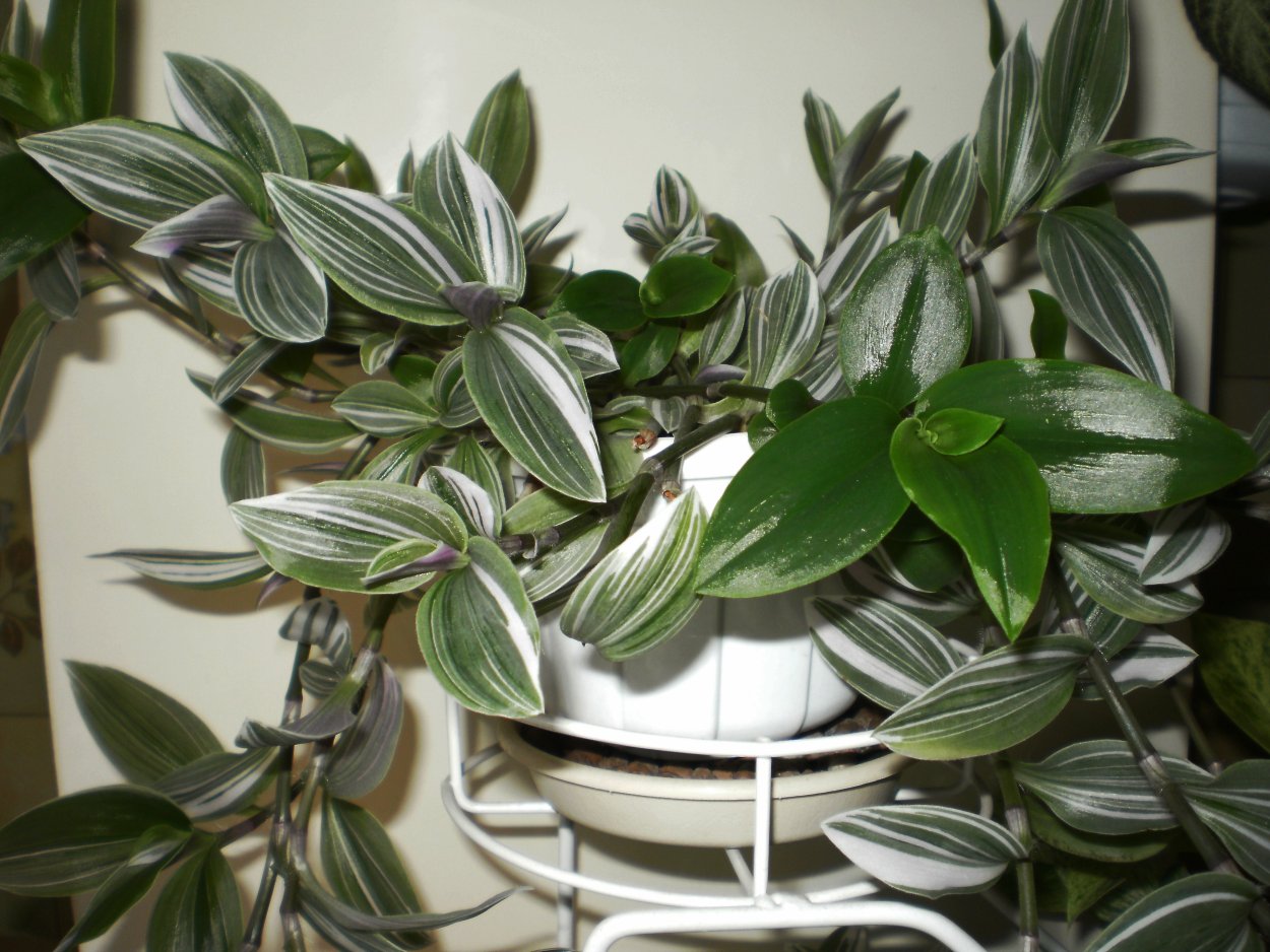 Традесканция зебрина