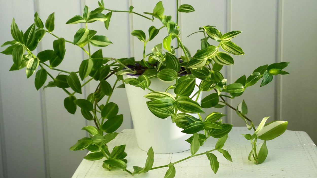 Традесканция blossfeldiana variegata