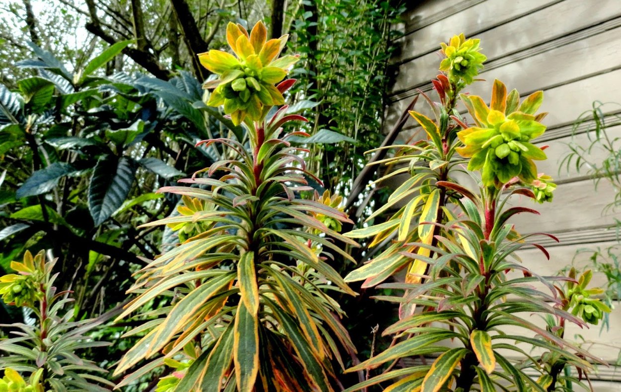 Цветок эуфорбия миля