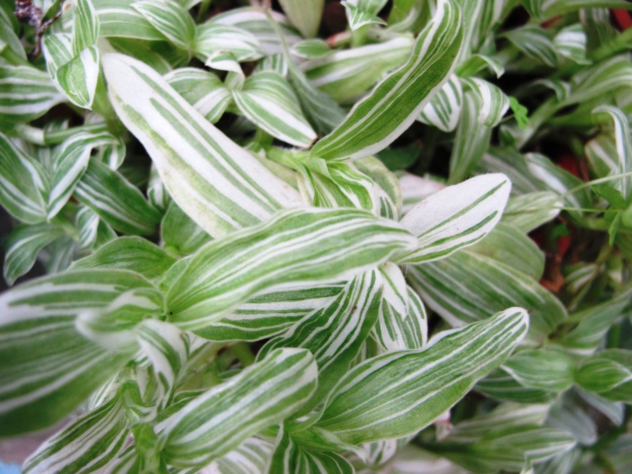 Традесканция Вариегата d11 tim