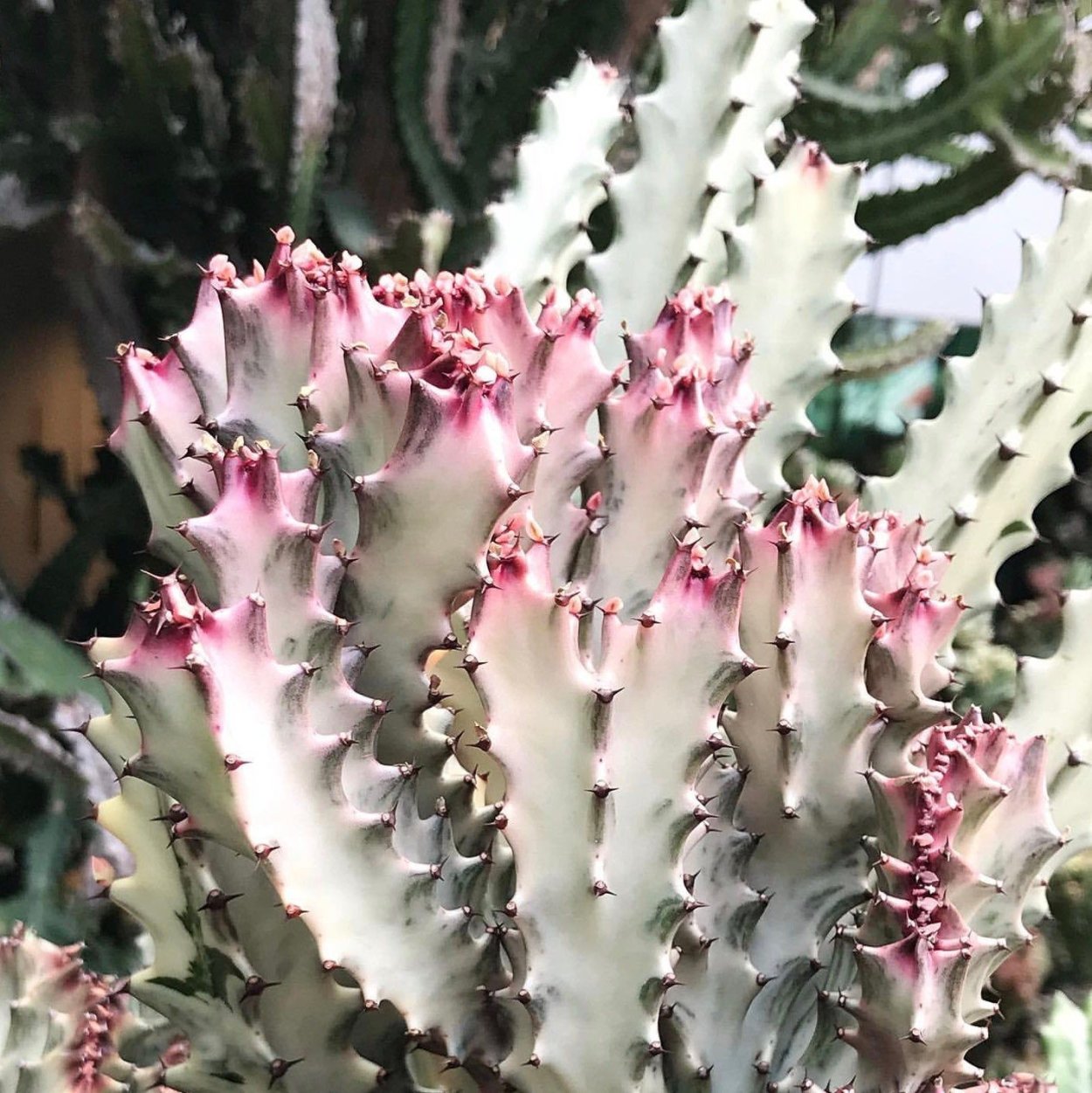 Euphorbia Lactea