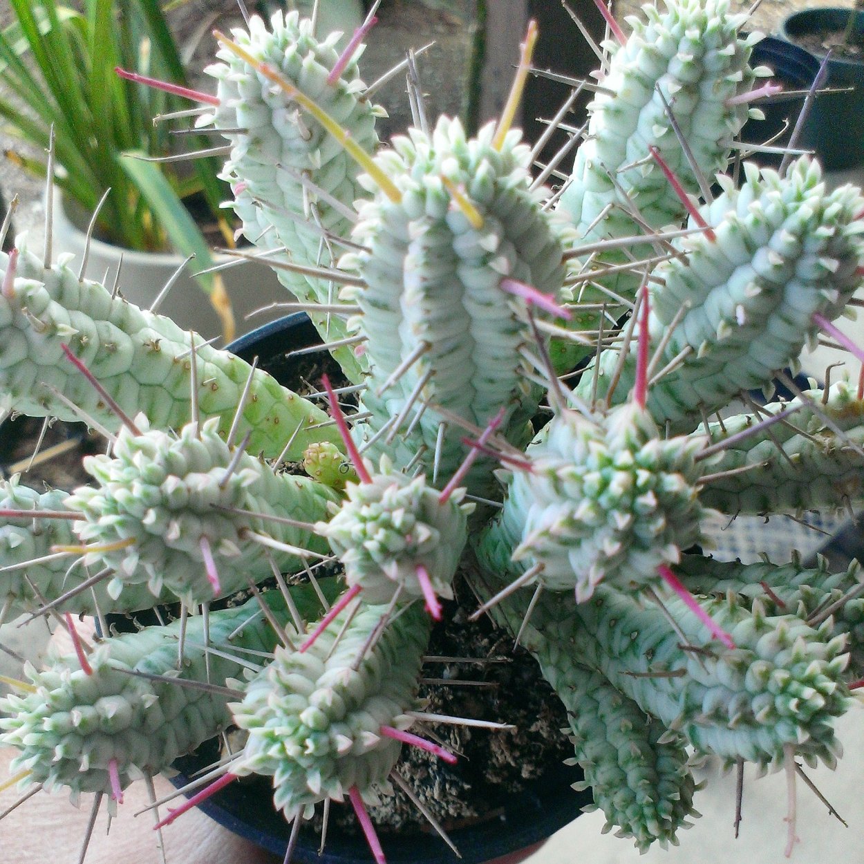 Euphorbia mammillaris