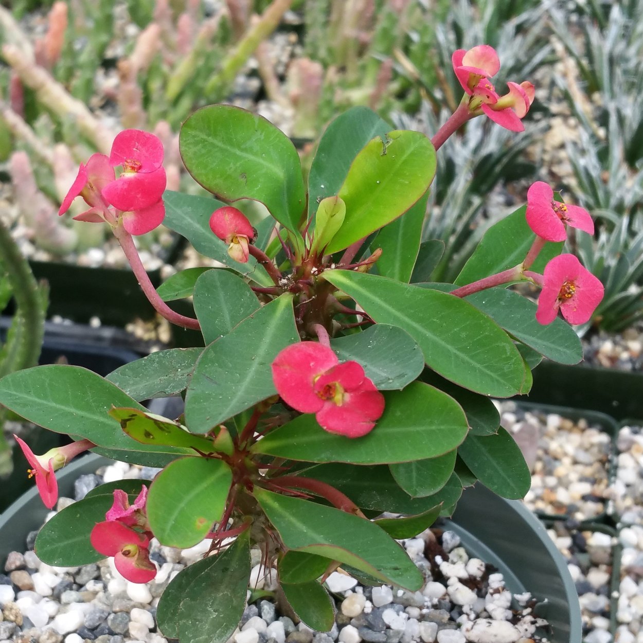 Monadenium ritchiei