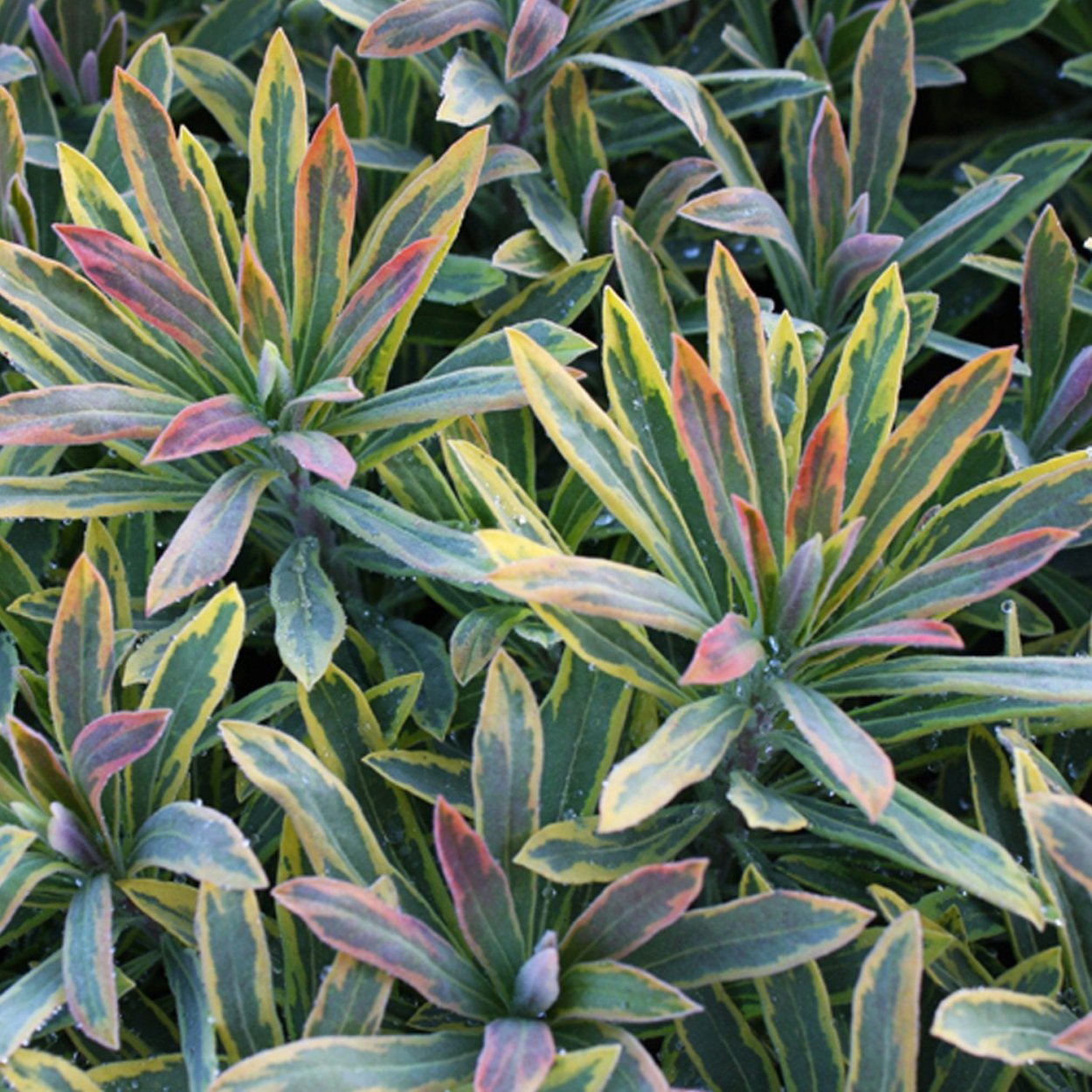 Euphorbia x martinii Ascot Rainbow