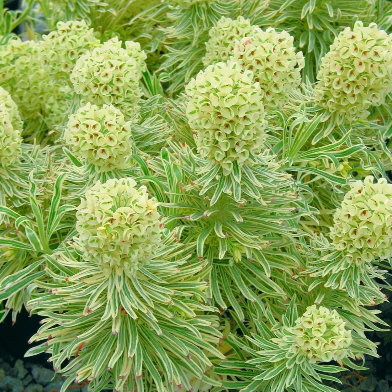 Молочай Тасманиан Тайгер