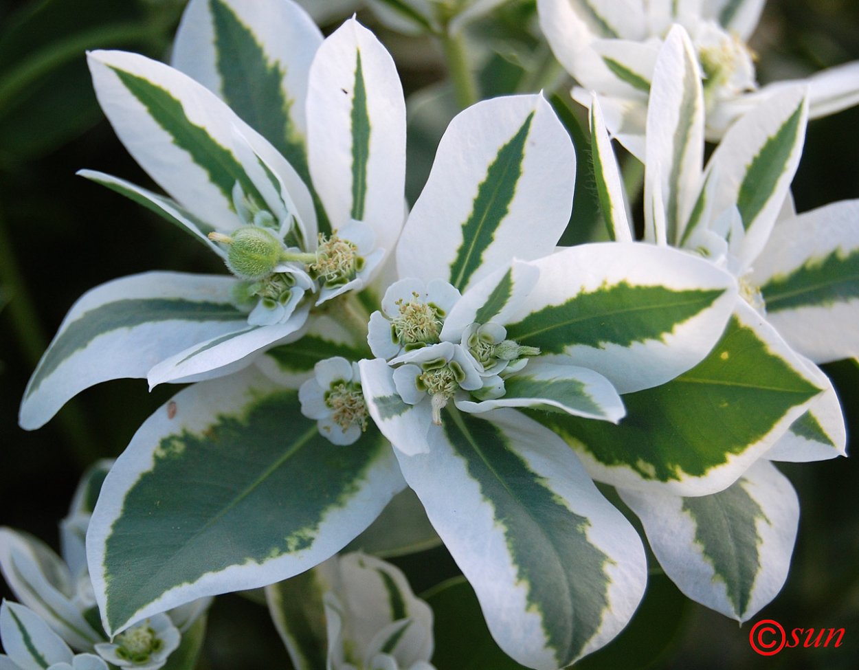 Педилантус титималоидес