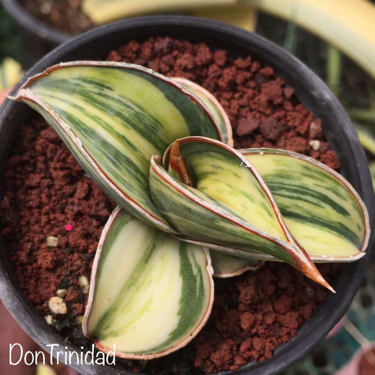 Сансевиерия Рорида