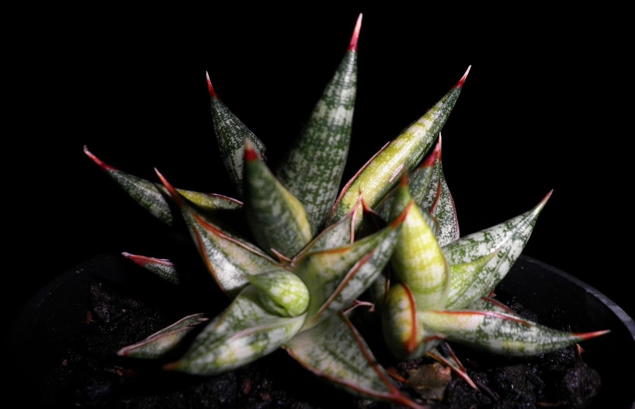 Суккулент Сансевиерия