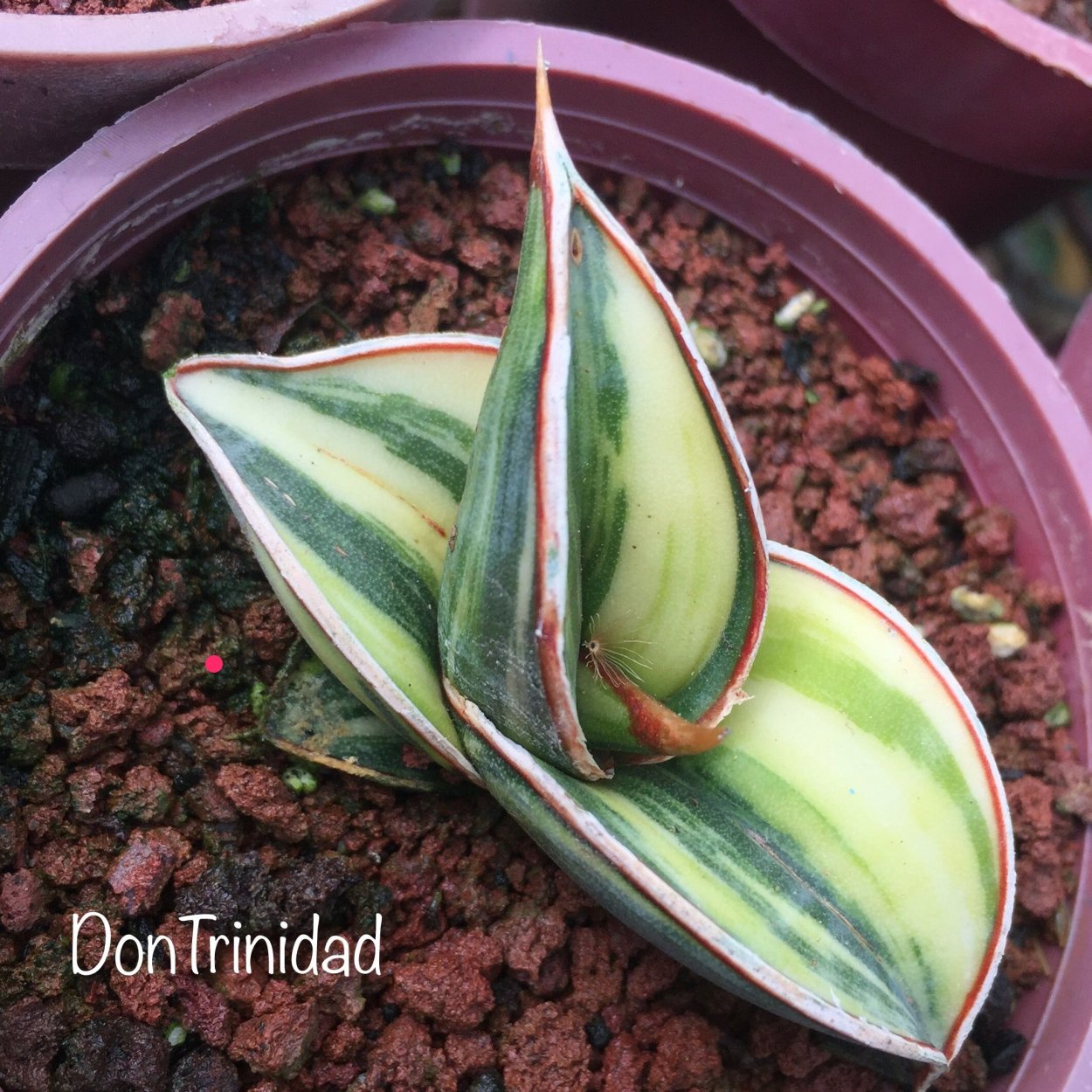 Сансевиерия Рорида