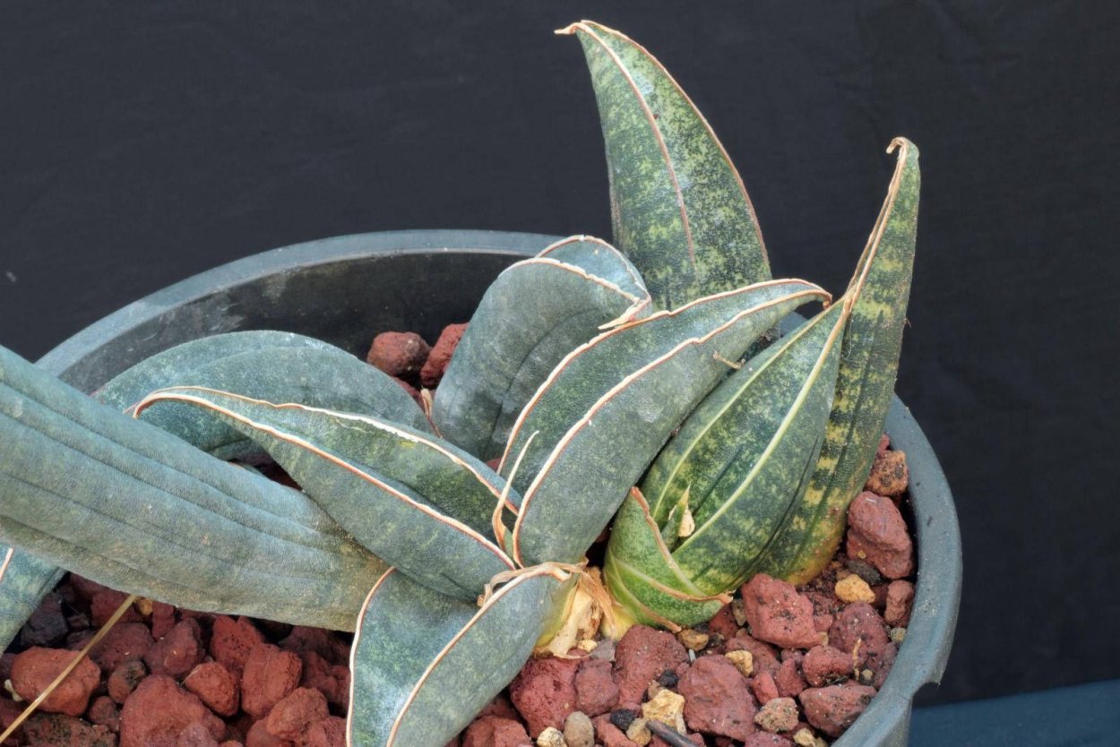 Сансевиерия Фишер Блэк