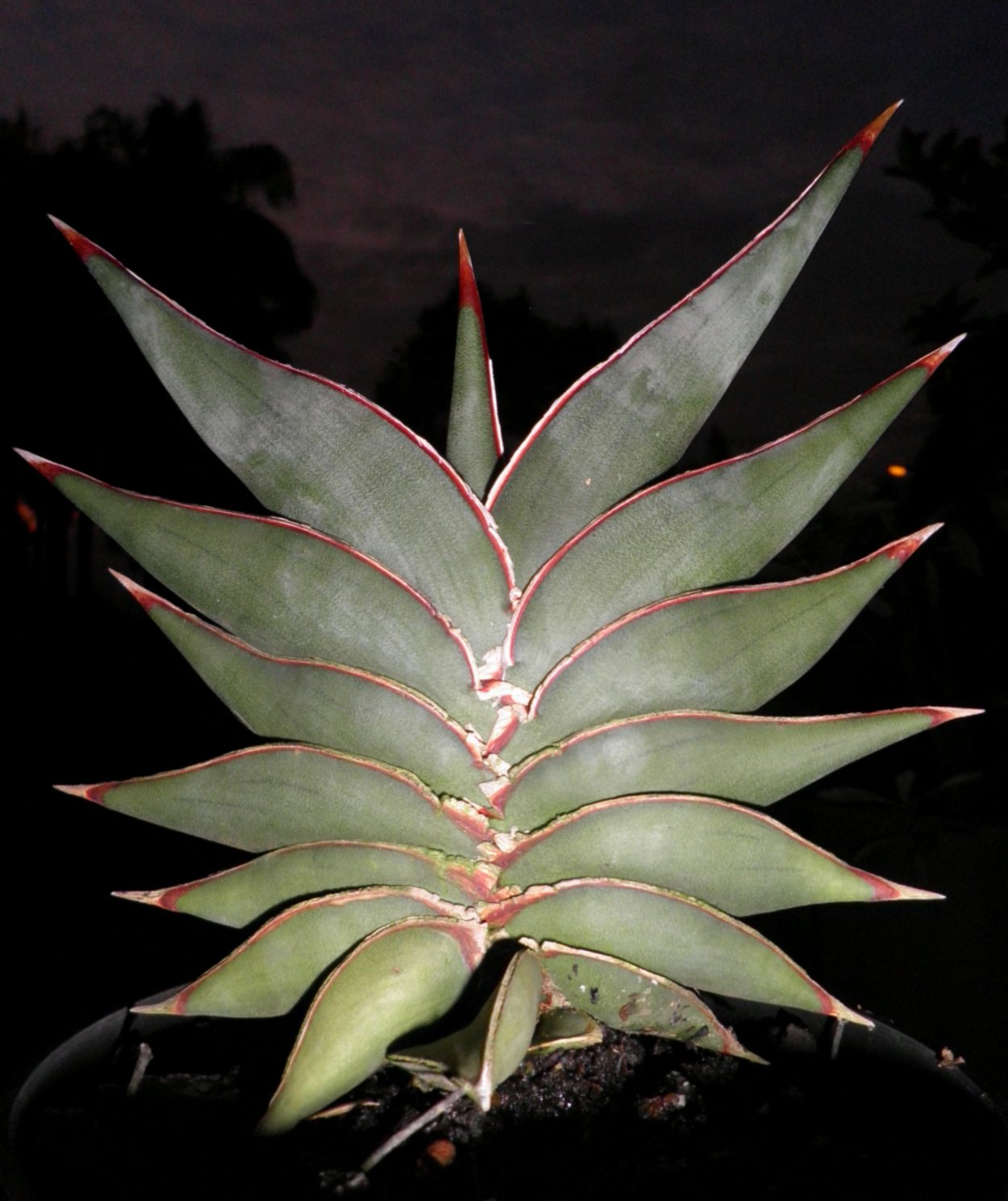 Сансевиерия Лавранос