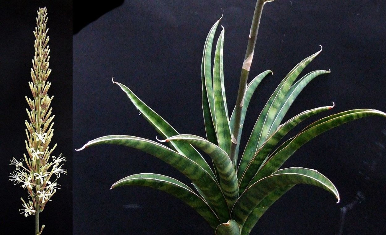 Сансевиерия aethiopica