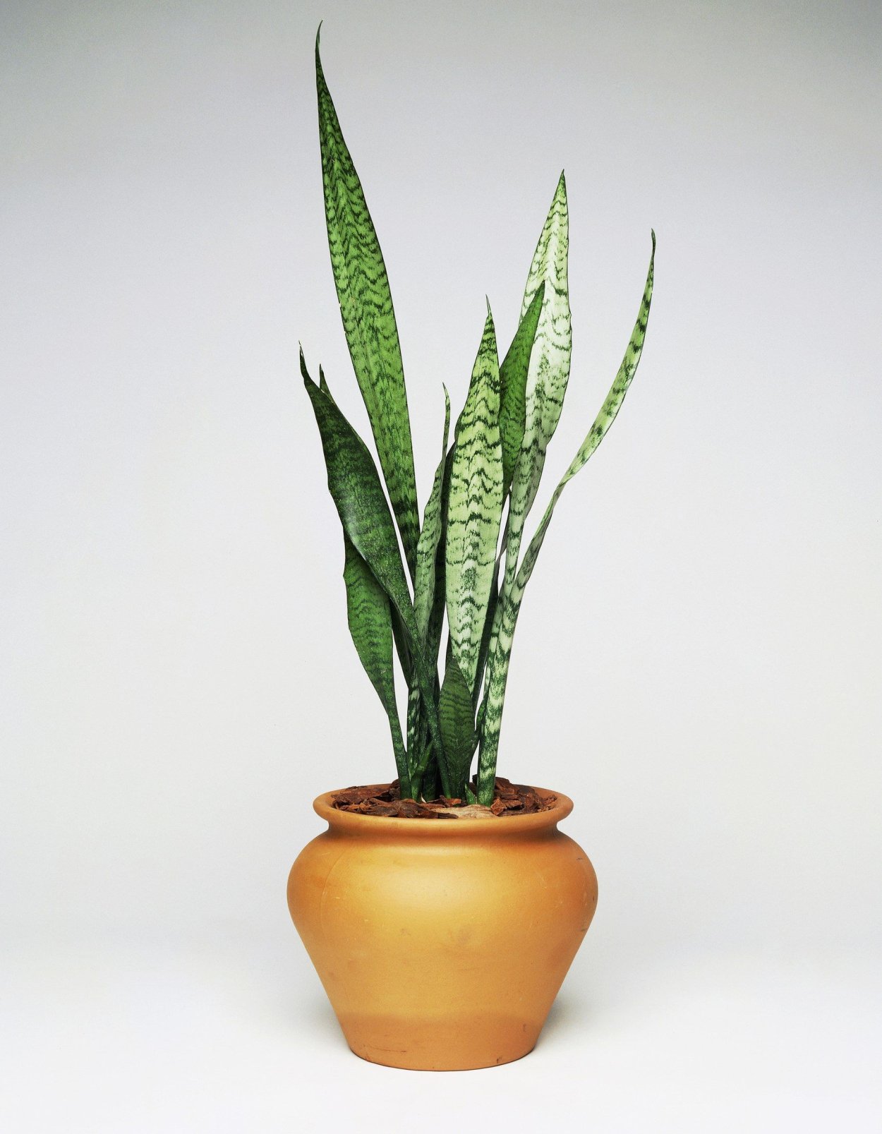 Сансевиерия hyacinthoides